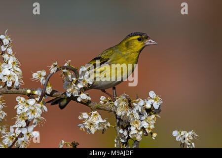 Siskin perched on hawthorn Stock Photo