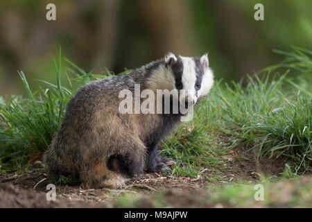 badger in woodland foraging Stock Photo