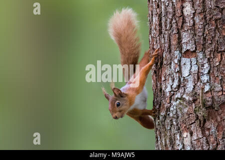 Red squirrel looking for food Stock Photo
