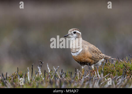 Dotterel foraging at  Yorkshire moors stop over Stock Photo