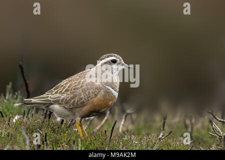 Dotterel foraging at  Yorkshire moors stop over Stock Photo