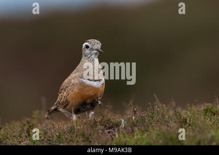 Dotterel foraging at  Yorkshire moors stop over Stock Photo