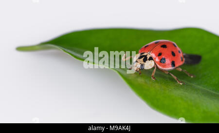 Cute ladybug on a green leaf. Harmonia axyridis. Beautiful close-up of the black spotted ladybeetle on natural leaflet with a white background. Stock Photo