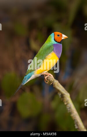 Yellow headed Gouldian finch perched Stock Photo