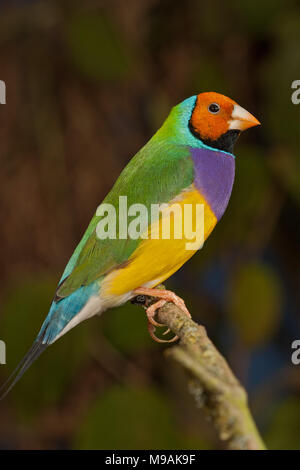 Yellow headed Gouldian finch perched Stock Photo