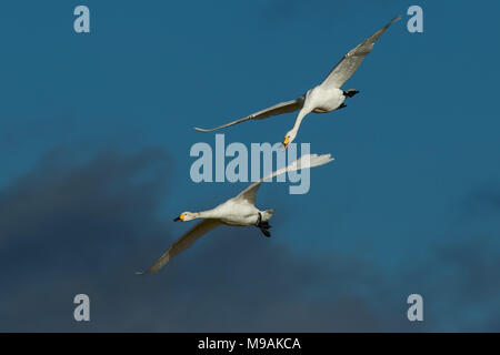Bewicks Swans flying and  engaged in air battle Stock Photo