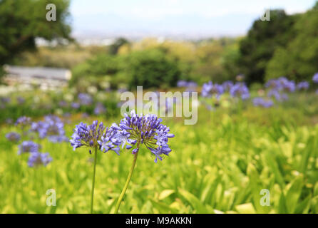 Blue agapanthus flowers in the Annuals area in Kirstenbosch Botanic Gardens, Cape Town, South Africa Stock Photo