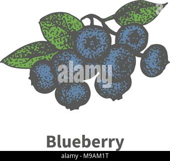 Hand drawn blueberry branch vector illustration. Engraving style sketch ...