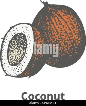 Vector illustration hand-drawn brown ripe coco Stock Vector