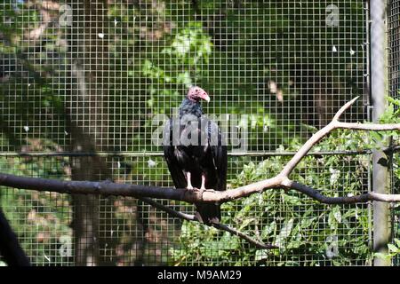 A California Condor (Gymnogyps Californianus) in a zoological garden Stock Photo