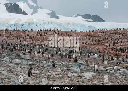 A colony of Gentoo Penguins in Antarctica Stock Photo