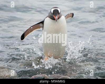 A Gentoo Penguin (Pygoscelis papua) runs on to the shore in a hurry, having been scared out by a fur seal in Antarctica Stock Photo
