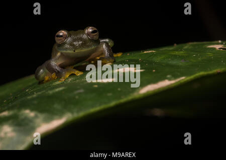 A cochran glasssfrog, endemic to the region near Tarapoto, Peru. Stock Photo