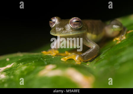 A cochran glasssfrog, endemic to the region near Tarapoto, Peru. Stock Photo