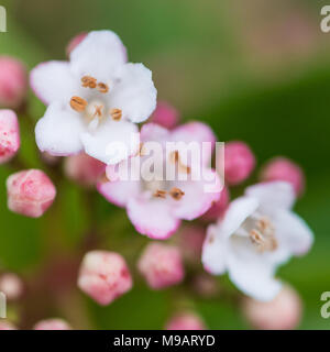 A macro shot of the tiny blooms of a viburnum bush. Stock Photo