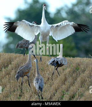 Whooping Crane with Sandhill Cranes in Michigan Stock Photo