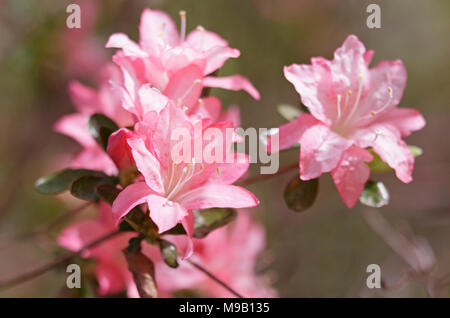 Rhododendron 'Pink pearl' - Azalea - April Stock Photo