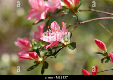 Rhododendron 'Pink Pearl' - Hybrid Azalea - April Stock Photo