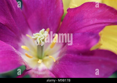 Tulipa 'Purple dream' - Tulip - March Stock Photo