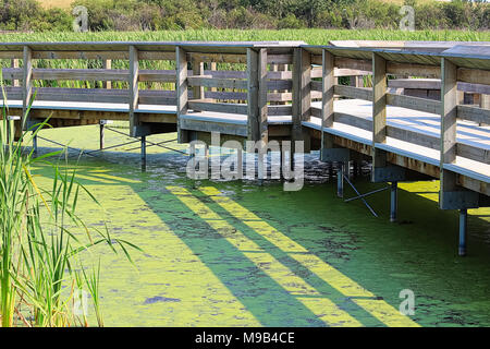 A boardwalk through a marshy duckweed waters Stock Photo