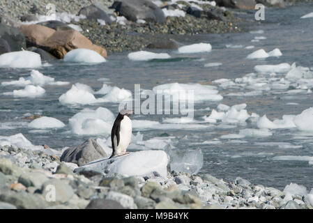 An Adelie Penguin (Pygoscelis adeliae) standing on a rocky shoreline in Antarctica