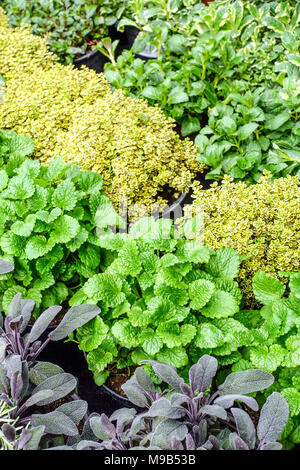 Culinary Herbs Growing in Pots Salvia officinalis Sage Herb Lemon Balm Leaves Melissa officinalis Thyme Mixed herbs Aromatic Plants for Kitchen Taste Stock Photo