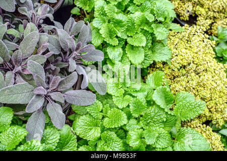 Mixed herbs to the kitchen, Salvia officinalis plant Sage herb Lemon balm Melissa officinalis, Thyme garden herbs Culinary Herb Stock Photo