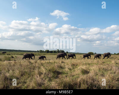 A herd of Elephants walks across a South African savanna under a partly cloudy sky Stock Photo