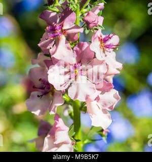 A macro shot of a verbascum southern charm bloom. Stock Photo