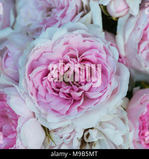 A macro shot of the pink blooms of a patio rose. Stock Photo