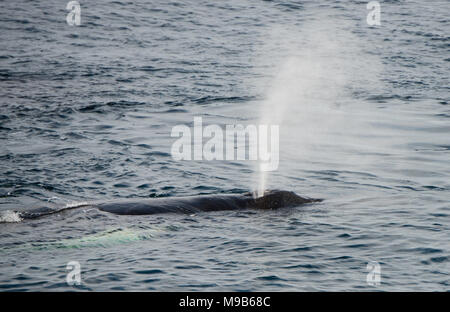 A Humpback Whale comes up for air in the Southern Ocean off Antarctica Stock Photo