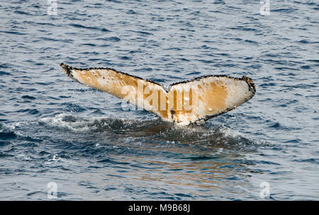 A Humpback Whale dives beneath the waves in the Southern Ocean off ...