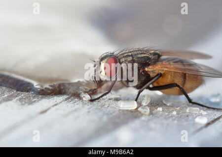 A male house fly stands on a wooden table sucking on spilt sugar crystals by a droplet of water Stock Photo
