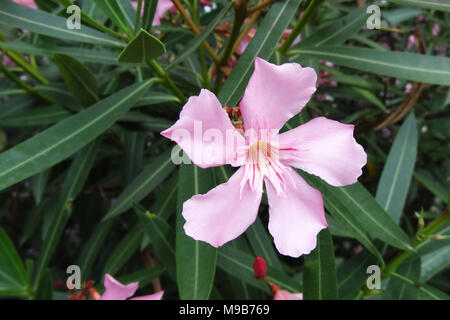 soft pink sweet oleander flower or a bay of roses fragrant oleander, oleander, oleander Nerium L, mill Nerium indicum  Stock Photo