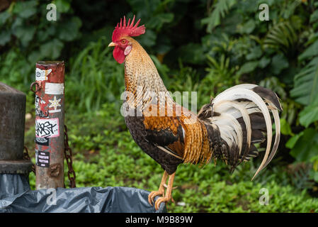 Feral rooster on Kauai exploring the garbage bin treasures Stock Photo