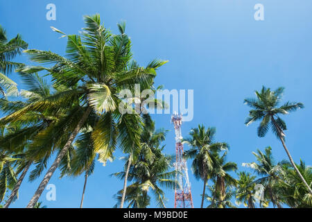 branches of coconut palms under blue sky with communication tower on background in Sri Lanka Stock Photo