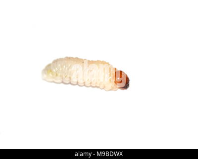 Closeup on Hylobius larva on white background