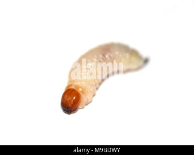 Closeup on Hylobius larva on white background