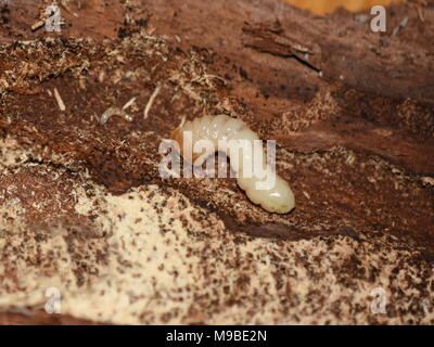 Closeup on tree boring Rhagium larvae decomposer feeding on rotten wood
