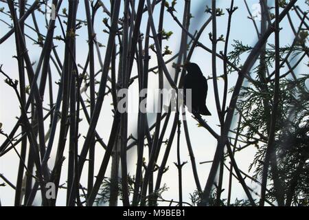 Blackbird perched on tree branch Stock Photo