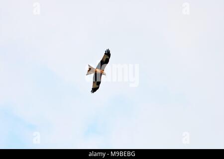 Red Kite bird flying in sky Stock Photo