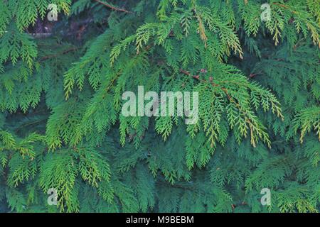 Background image of conifer tree Stock Photo