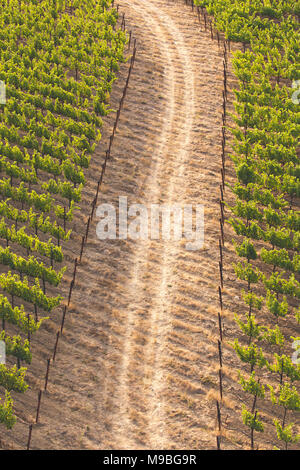 A path or road cutting through the grapevines in a vineyard, aerial view Stock Photo