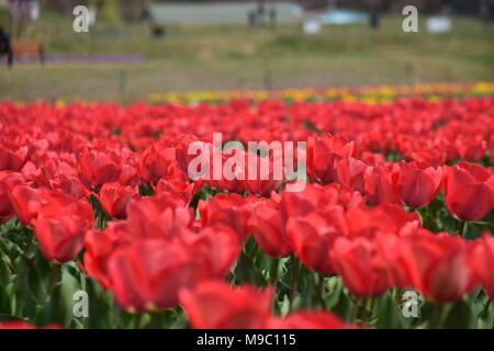 Srinagar, jammu and kashmir, Jashmir. 24th Mar, 2018. A general view of Tulips in blossom in famous Indira Gandhi Memorial Tulip garden, Asia's largest tulip garden, in Srinagar summer capital of Jashmirn Kashmir. It is the largest tulip garden in Asia spread over an area of 30 hectares. It is located in Siraj Bagh on the foothill of Zabarwan Range. It is one of tourist attraction place in Srinagar. Credit: Abbas Idrees/SOPA Images/ZUMA Wire/Alamy Live News Stock Photo