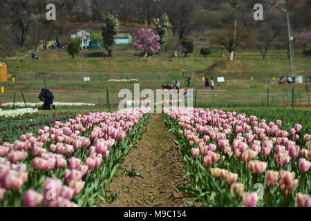 Srinagar, jammu and kashmir, Jashmir. 24th Mar, 2018. A general view of Tulips in blossom in famous Indira Gandhi Memorial Tulip garden, Asia's largest tulip garden, in Srinagar summer capital of Jashmirn Kashmir. It is the largest tulip garden in Asia spread over an area of 30 hectares. It is located in Siraj Bagh on the foothill of Zabarwan Range. It is one of tourist attraction place in Srinagar. Credit: Abbas Idrees/SOPA Images/ZUMA Wire/Alamy Live News Stock Photo