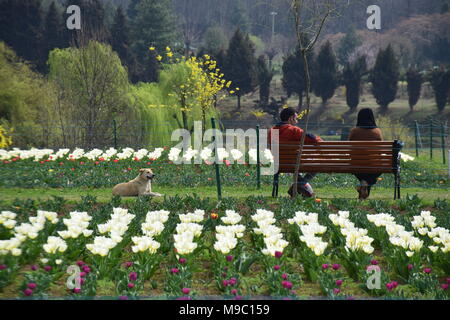 Srinagar, jammu and kashmir, Jashmir. 24th Mar, 2018. Tourists enjoying the view of bloomed Tulips in world famous Indira Gandhi Memorial Tulip garden, Asia's largest tulip garden, in Srinagar summer capital of Jashmirn Kashmir. It is the largest tulip garden in Asia spread over an area of 30 hectares. It is located in Siraj Bagh on the foothill of Zabarwan Range. It is one of tourist attraction place in Srinagar. Credit: Abbas Idrees/SOPA Images/ZUMA Wire/Alamy Live News Stock Photo