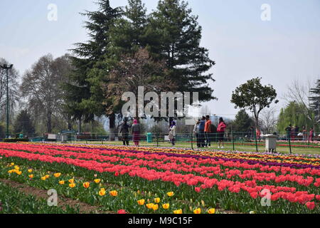 Srinagar, jammu and kashmir, Jashmir. 24th Mar, 2018. A general view of Tulips in blossom in famous Indira Gandhi Memorial Tulip garden, Asia's largest tulip garden, in Srinagar summer capital of Jashmirn Kashmir. It is the largest tulip garden in Asia spread over an area of 30 hectares. It is located in Siraj Bagh on the foothill of Zabarwan Range. It is one of tourist attraction place in Srinagar. Credit: Abbas Idrees/SOPA Images/ZUMA Wire/Alamy Live News Stock Photo