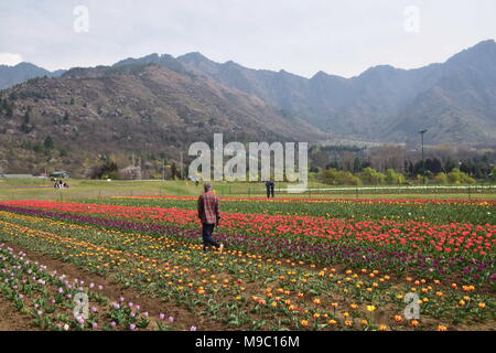 Srinagar, jammu and kashmir, Jashmir. 24th Mar, 2018. A general view of Tulips in blossom in famous Indira Gandhi Memorial Tulip garden, Asia's largest tulip garden, in Srinagar summer capital of Jashmirn Kashmir. It is the largest tulip garden in Asia spread over an area of 30 hectares. It is located in Siraj Bagh on the foothill of Zabarwan Range. It is one of tourist attraction place in Srinagar. Credit: Abbas Idrees/SOPA Images/ZUMA Wire/Alamy Live News Stock Photo