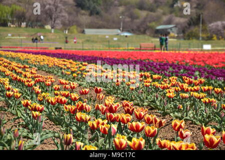 Srinagar, jammu and kashmir, Jashmir. 24th Mar, 2018. Tourists enjoying the view of bloomed Tulips in world famous Indira Gandhi Memorial Tulip garden, Asia's largest tulip garden, in Srinagar summer capital of Jashmirn Kashmir. It is the largest tulip garden in Asia spread over an area of 30 hectares. It is located in Siraj Bagh on the foothill of Zabarwan Range. It is one of tourist attraction place in Srinagar. Credit: Abbas Idrees/SOPA Images/ZUMA Wire/Alamy Live News Stock Photo