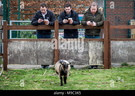 London, UK. 24th March, 2018. 10th Annual Oxford vs Cambridge Goat Race at Spitalfields City Farm. Credit: Guy Corbishley/Alamy Live News